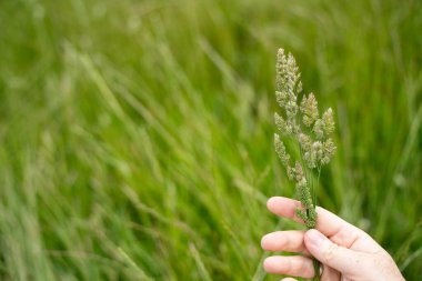 Yenilenebilir bir çiftlikte sürdürülebilir gıda üretiminde büyüyen tarım ürünleri, çayırlar ve otlar. Yerli bitkiler akşam karanlığında karbon depoluyorlar. Avustralya 'da baharda tarım arazisi