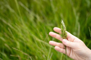 Yenilenebilir bir çiftlikte sürdürülebilir gıda üretiminde büyüyen tarım ürünleri, çayırlar ve otlar. Yerli bitkiler akşam karanlığında karbon depoluyorlar. Avustralya 'da baharda tarım arazisi