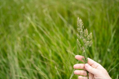 Yenileyici organik çiftçi, toprak örnekleri alıyor ve bir çiftlikteki bitkilere bakıyor. Bir otlakta sürdürülebilir tarım uygulaması
