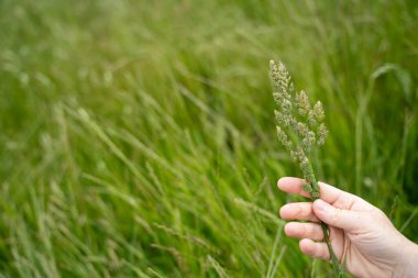 Yenileyici organik çiftçi, toprak örnekleri alıyor ve bir çiftlikteki bitkilere bakıyor. Bir otlakta sürdürülebilir tarım uygulaması