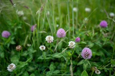 Yenilenebilir bir çiftlikte sürdürülebilir gıda üretiminde büyüyen tarım ürünleri, çayırlar ve otlar. Yerli bitkiler akşam karanlığında karbon depoluyorlar. Avustralya 'da baharda tarım arazisi