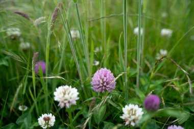 Yenilenebilir bir çiftlikte sürdürülebilir gıda üretiminde büyüyen tarım ürünleri, çayırlar ve otlar. Yerli bitkiler akşam karanlığında karbon depoluyorlar. Avustralya 'da baharda tarım arazisi