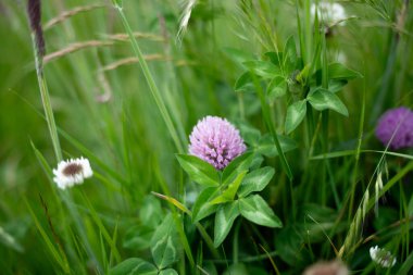 Yenilenebilir bir çiftlikte sürdürülebilir gıda üretiminde büyüyen tarım ürünleri, çayırlar ve otlar. Yerli bitkiler akşam karanlığında karbon depoluyorlar. Avustralya 'da baharda tarım arazisi