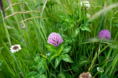 Yenilenebilir bir çiftlikte sürdürülebilir gıda üretiminde büyüyen tarım ürünleri, çayırlar ve otlar. Yerli bitkiler akşam karanlığında karbon depoluyorlar. Avustralya 'da baharda tarım arazisi