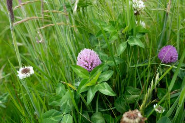 Yenilenebilir bir çiftlikte sürdürülebilir gıda üretiminde büyüyen tarım ürünleri, çayırlar ve otlar. Yerli bitkiler akşam karanlığında karbon depoluyorlar. Avustralya 'da baharda tarım arazisi