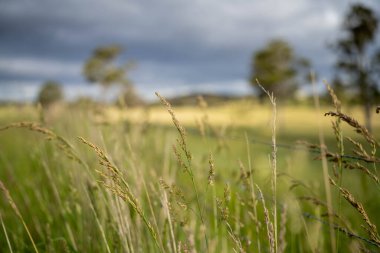 Yenilenebilir bir çiftlikte sürdürülebilir gıda üretiminde büyüyen tarım ürünleri, çayırlar ve otlar. Yerli bitkiler akşam karanlığında karbon depoluyorlar. Avustralya 'da baharda tarım arazisi