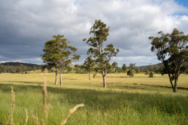 Yenilenebilir bir çiftlikte sürdürülebilir gıda üretiminde büyüyen tarım ürünleri, çayırlar ve otlar. Yerli bitkiler akşam karanlığında karbon depoluyorlar. Avustralya 'da baharda tarım arazisi