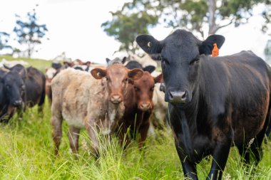 Avustralya 'daki güzel sığırlar ot yer, otlakta otlarlar. Tarımsal bir çiftlikte yetiştirilen sığır sürüsü. Yazın sürdürülebilir tarım