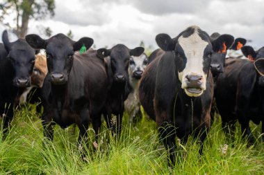 Avustralya 'daki güzel sığırlar ot yer, otlakta otlarlar. Tarımsal bir çiftlikte yetiştirilen sığır sürüsü. Yazın sürdürülebilir tarım