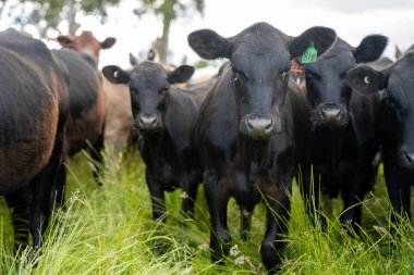 Avustralya 'daki güzel sığırlar ot yer, otlakta otlarlar. Tarımsal bir çiftlikte yetiştirilen sığır sürüsü. Yazın sürdürülebilir tarım