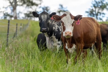 İngiltere 'de bir çiftlikte sığır eti. Baharda çayırda otlayan İngiliz sığırları. Sürdürülebilir bir tarım çiftliğinin otlağında büyüyen yeşil çimenler.