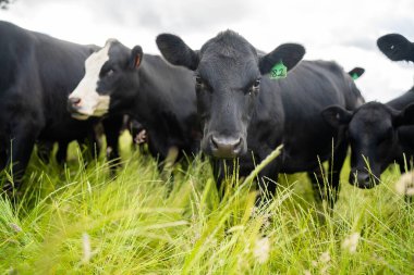Avustralya 'daki güzel sığırlar ot yer, otlakta otlarlar. Tarımsal bir çiftlikte yetiştirilen sığır sürüsü. Yazın sürdürülebilir tarım