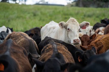 Avustralya 'daki güzel sığırlar ot yer, otlakta otlarlar. Tarımsal bir çiftlikte yetiştirilen sığır sürüsü. Yazın sürdürülebilir tarım