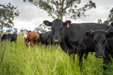 Avustralya 'daki güzel sığırlar ot yer, otlakta otlarlar. Tarımsal bir çiftlikte yetiştirilen sığır sürüsü. Yazın sürdürülebilir tarım