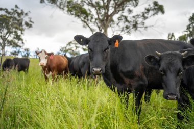 Avustralya 'daki güzel sığırlar ot yer, otlakta otlarlar. Tarımsal bir çiftlikte yetiştirilen sığır sürüsü. Yazın sürdürülebilir tarım