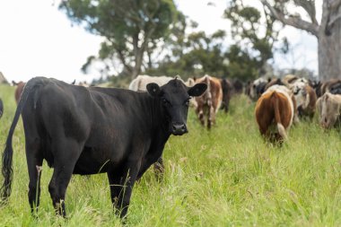 İngiltere 'de bir çiftlikte sığır eti. Baharda çayırda otlayan İngiliz sığırları. Sürdürülebilir bir tarım çiftliğinin otlağında büyüyen yeşil çimenler.