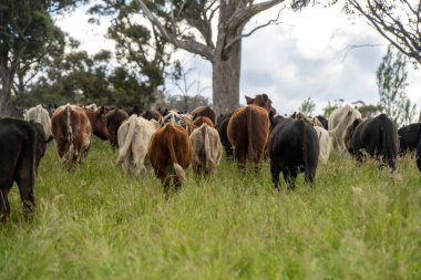 İngiltere 'de bir çiftlikte sığır eti. Baharda çayırda otlayan İngiliz sığırları. Sürdürülebilir bir tarım çiftliğinin otlağında büyüyen yeşil çimenler.