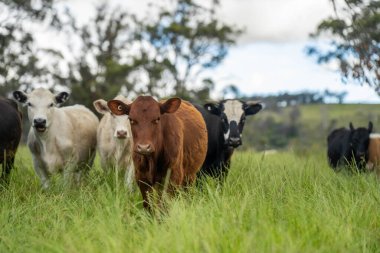 Avustralya 'daki güzel sığırlar ot yer, otlakta otlarlar. Tarımsal bir çiftlikte yetiştirilen sığır sürüsü. Yazın sürdürülebilir tarım