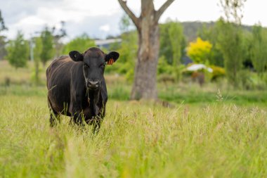 Avustralya 'daki güzel sığırlar ot yer, otlakta otlarlar. Tarımsal bir çiftlikte yetiştirilen sığır sürüsü. Yazın sürdürülebilir tarım