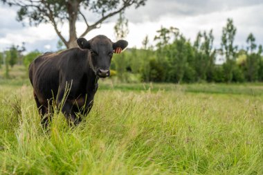 Avustralya 'daki güzel sığırlar ot yer, otlakta otlarlar. Tarımsal bir çiftlikte yetiştirilen sığır sürüsü. Yazın sürdürülebilir tarım