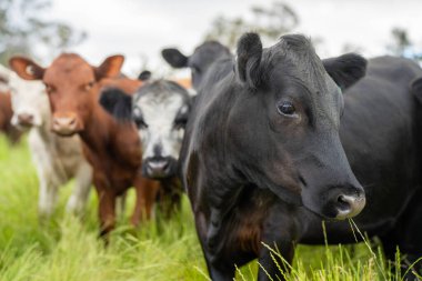Avustralya 'daki güzel sığırlar ot yer, otlakta otlarlar. Tarımsal bir çiftlikte yetiştirilen sığır sürüsü. Yazın sürdürülebilir tarım