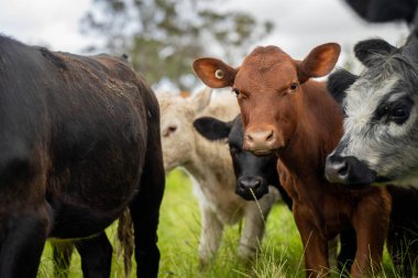 Avustralya 'daki güzel sığırlar ot yer, otlakta otlarlar. Tarımsal bir çiftlikte yetiştirilen sığır sürüsü. Yazın sürdürülebilir tarım
