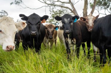 Avustralya 'daki güzel sığırlar ot yer, otlakta otlarlar. Tarımsal bir çiftlikte yetiştirilen sığır sürüsü. Yazın sürdürülebilir tarım