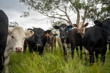 İngiltere 'de bir çiftlikte sığır eti. Baharda çayırda otlayan İngiliz sığırları. Sürdürülebilir bir tarım çiftliğinin otlağında büyüyen yeşil çimenler.