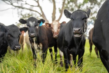 İngiltere 'de bir çiftlikte sığır eti. Baharda çayırda otlayan İngiliz sığırları. Sürdürülebilir bir tarım çiftliğinin otlağında büyüyen yeşil çimenler.