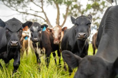 Avustralya 'daki güzel sığırlar ot yer, otlakta otlarlar. Tarımsal bir çiftlikte yetiştirilen sığır sürüsü. Yazın sürdürülebilir tarım