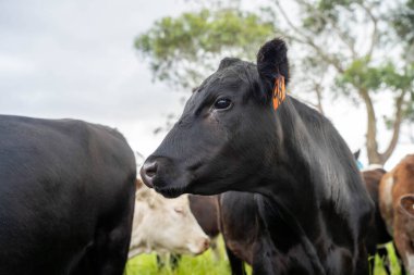 İngiltere 'de bir çiftlikte sığır eti. Baharda çayırda otlayan İngiliz sığırları. Sürdürülebilir bir tarım çiftliğinin otlağında büyüyen yeşil çimenler.