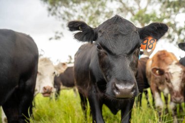 İngiltere 'de bir çiftlikte sığır eti. Baharda çayırda otlayan İngiliz sığırları. Sürdürülebilir bir tarım çiftliğinin otlağında büyüyen yeşil çimenler.