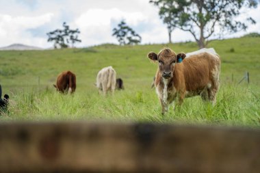 Avustralya 'daki güzel sığırlar ot yer, otlakta otlarlar. Tarımsal bir çiftlikte yetiştirilen sığır sürüsü. Yazın sürdürülebilir tarım