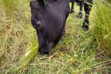 Avustralya 'daki güzel sığırlar ot yer, otlakta otlarlar. Tarımsal bir çiftlikte yetiştirilen sığır sürüsü. Yazın sürdürülebilir tarım