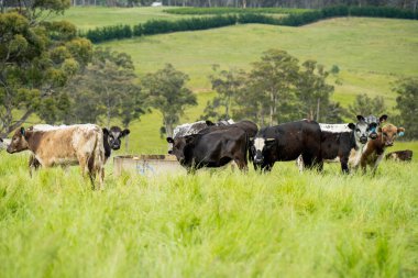Avustralya 'daki güzel sığırlar ot yer, otlakta otlarlar. Tarımsal bir çiftlikte yetiştirilen sığır sürüsü. Yazın sürdürülebilir tarım