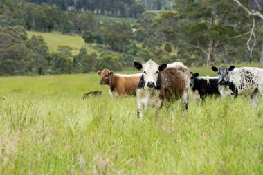 İngiltere 'de bir çiftlikte sığır eti. Baharda çayırda otlayan İngiliz sığırları. Sürdürülebilir bir tarım çiftliğinin otlağında büyüyen yeşil çimenler.