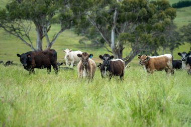 İngiltere 'de bir çiftlikte sığır eti. Baharda çayırda otlayan İngiliz sığırları. Sürdürülebilir bir tarım çiftliğinin otlağında büyüyen yeşil çimenler.