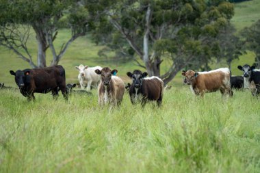 Avustralya 'daki güzel sığırlar ot yer, otlakta otlarlar. Tarımsal bir çiftlikte yetiştirilen sığır sürüsü. Yazın sürdürülebilir tarım