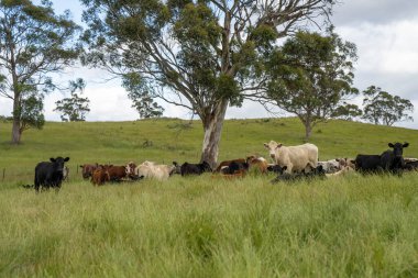 İngiltere 'de bir çiftlikte sığır eti. Baharda çayırda otlayan İngiliz sığırları. Sürdürülebilir bir tarım çiftliğinin otlağında büyüyen yeşil çimenler.