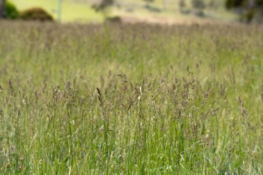 Yenilenebilir bir çiftlikte sürdürülebilir gıda üretiminde büyüyen tarım ürünleri, çayırlar ve otlar. Yerli bitkiler akşam karanlığında karbon depoluyorlar. Avustralya 'da baharda tarım arazisi