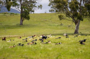 İngiltere 'de bir çiftlikte sığır eti. Baharda çayırda otlayan İngiliz sığırları. Sürdürülebilir bir tarım çiftliğinin otlağında büyüyen yeşil çimenler.