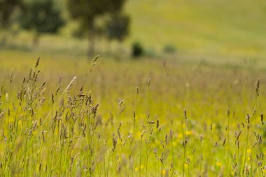 Yenilenebilir bir çiftlikte sürdürülebilir gıda üretiminde büyüyen tarım ürünleri, çayırlar ve otlar. Yerli bitkiler akşam karanlığında karbon depoluyorlar. Avustralya 'da baharda tarım arazisi