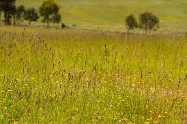 Yenilenebilir bir çiftlikte sürdürülebilir gıda üretiminde büyüyen tarım ürünleri, çayırlar ve otlar. Yerli bitkiler akşam karanlığında karbon depoluyorlar. Avustralya 'da baharda tarım arazisi