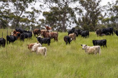 İngiltere 'de bir çiftlikte sığır eti. Baharda çayırda otlayan İngiliz sığırları. Sürdürülebilir bir tarım çiftliğinin otlağında büyüyen yeşil çimenler.