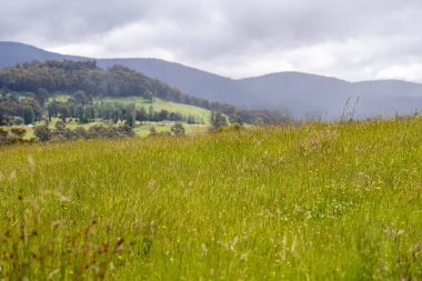 Yenilenebilir bir çiftlikte sürdürülebilir gıda üretiminde büyüyen tarım ürünleri, çayırlar ve otlar. Yerli bitkiler akşam karanlığında karbon depoluyorlar. Avustralya 'da baharda tarım arazisi
