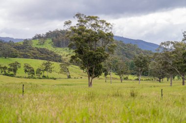 Yenilenebilir bir çiftlikte sürdürülebilir gıda üretiminde büyüyen tarım ürünleri, çayırlar ve otlar. Yerli bitkiler akşam karanlığında karbon depoluyorlar. Avustralya 'da baharda tarım arazisi