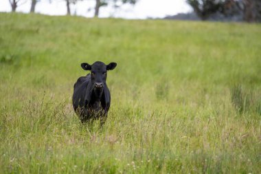 Avustralya 'daki güzel sığırlar ot yer, otlakta otlarlar. Tarımsal bir çiftlikte yetiştirilen sığır sürüsü. Yazın sürdürülebilir tarım
