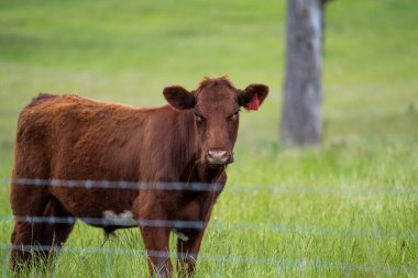 Avustralya 'daki güzel sığırlar ot yer, otlakta otlarlar. Tarımsal bir çiftlikte yetiştirilen sığır sürüsü. Yazın sürdürülebilir tarım