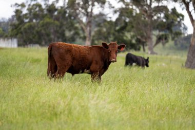 Avustralya 'daki güzel sığırlar ot yer, otlakta otlarlar. Tarımsal bir çiftlikte yetiştirilen sığır sürüsü. Yazın sürdürülebilir tarım