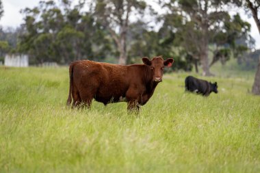 İngiltere 'de bir çiftlikte sığır eti. Baharda çayırda otlayan İngiliz sığırları. Sürdürülebilir bir tarım çiftliğinin otlağında büyüyen yeşil çimenler.